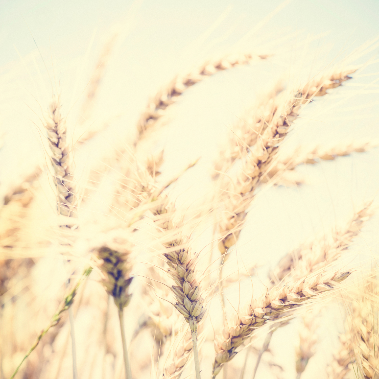 Rooted Deals: Under $20